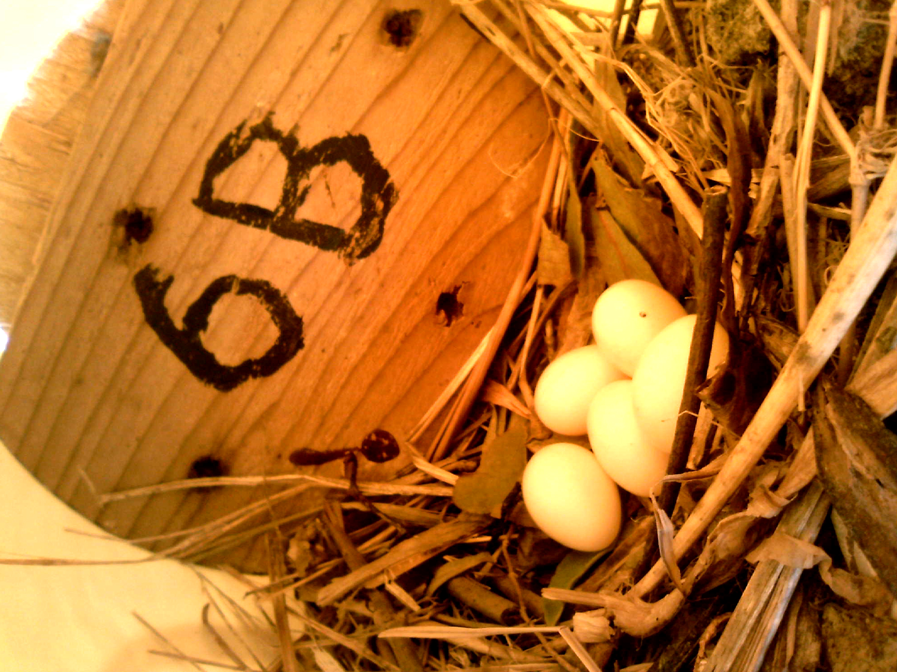 OPAS 6B